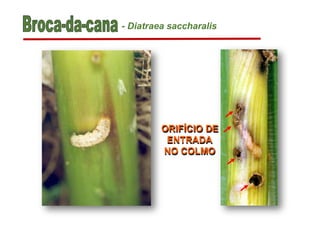 ORIFÍCIO DE
ENTRADA
NO COLMO
- Diatraea saccharalis
 