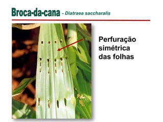 Perfuração
simétrica
das folhas
- Diatraea saccharalis
 