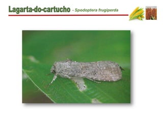 - Spodoptera frugiperda
 