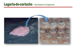 - Spodoptera frugiperda
 