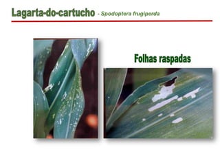 - Spodoptera frugiperda
 