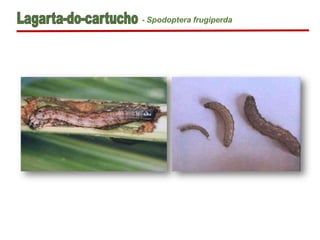 - Spodoptera frugiperda
 