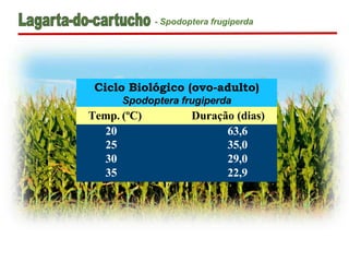 Ciclo Biológico (ovo-adulto)
Spodoptera frugiperda
Temp. (ºC) Duração (dias)
20 63,6
25 35,0
30 29,0
35 22,9
- Spodoptera frugiperda
 
