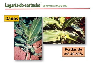 Danos
Perdas de
até 40-50%
- Spodoptera frugiperda
 