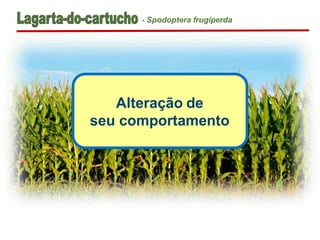 Alteração de
seu comportamento
- Spodoptera frugiperda
 