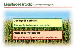 Condições normais:
Ataque às folhas e ao cartucho
Alterações fitotécnicas:
Ataque às espigas e corte de plantas
- Spodoptera frugiperda
 