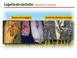 Danos nas espigas Corte de plantas na base
- Spodoptera frugiperda
 