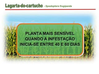 PLANTA MAIS SENSÍVEL
QUANDO A INFESTAÇÃO
INICIA-SE ENTRE 40 E 60 DIAS
- Spodoptera frugiperda
 