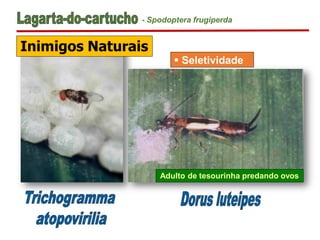 - Spodoptera frugiperda
Adulto de tesourinha predando ovos
 Seletividade
Inimigos Naturais
 