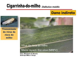 Dano indireto
Transmissão
do vírus da
risca do
milho
Vírus da risca do milho
Maize rayado fino virus (MRFV)
 