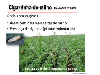 Problema regional:
• Áreas com 2 ou mais safras de milho
• Presença de tigueras (plantas voluntárias)
Tiguera de milho Bt em plantio de soja
Fonte: embrapa.br
 