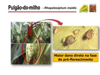 - Rhopalosiphum maidis
Maior dano direto na fase
de pré-florescimento
 