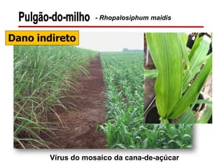 Vírus do mosaico da cana-de-açúcar
- Rhopalosiphum maidis
Dano indireto
 