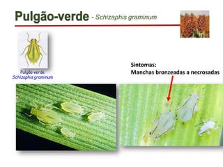 - Schizaphis graminum
Pulgão verde
Schizaphis graminum
Sintomas:
Manchas bronzeadas a necrosadas
 