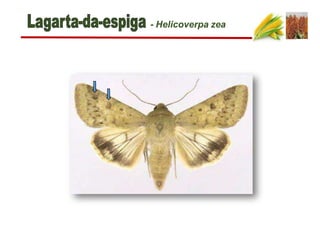 - Helicoverpa zea
 