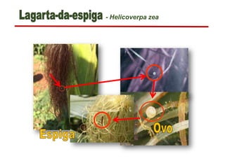 - Helicoverpa zea
 