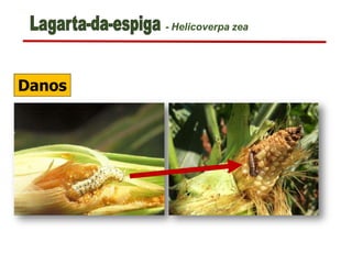 Danos
- Helicoverpa zea
 