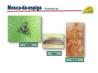 – Euxesta sp.
Adulto
Larva
Pupa
 