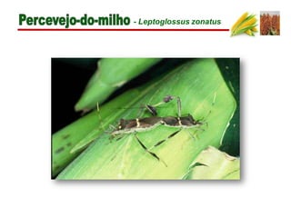 - Leptoglossus zonatus
 