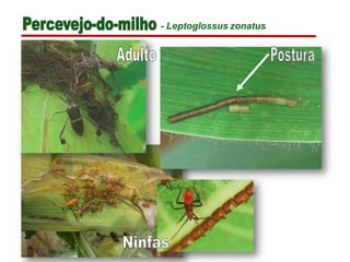 - Leptoglossus zonatus
 