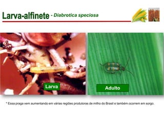 Larva
* Essa praga vem aumentando em várias regiões produtoras de milho do Brasil e também ocorrem em sorgo.
Adulto
- Diabrotica speciosa
 