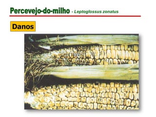 Danos
- Leptoglossus zonatus
 