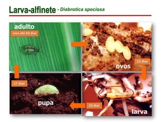 - Diabrotica speciosa
pupa
13 dias
larva
ovos
23 dias
17 dias
adulto
vive até 60 dias
 
