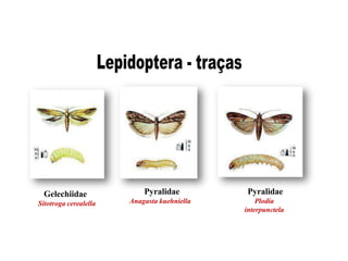 Gelechiidae
Sitotroga cerealella
Pyralidae
Anagasta kuehniella
Pyralidae
Plodia
interpunctela
 