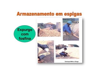 Expurgo
com
fosfina
Embrapa Milho e Sorgo
 