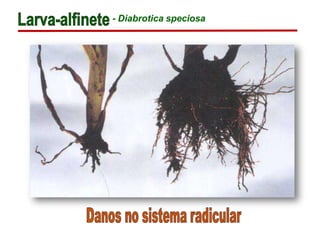 - Diabrotica speciosa
 