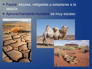    Fauna: escasa, obligadas a adaptarse a la
    sequía.
   Aprovechamiento humano es muy escaso
 