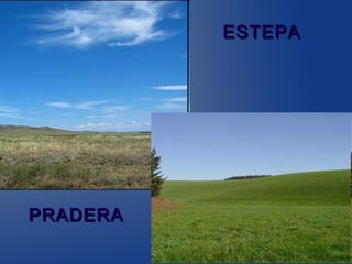ESTEPA




PRADERA
 