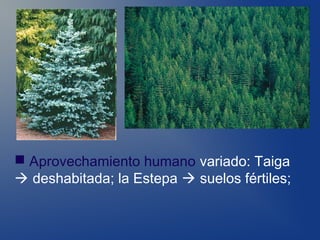  Aprovechamiento humano variado: Taiga
 deshabitada; la Estepa  suelos fértiles;
 