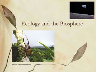 Ecology and the Biosphere
Hercules scarab beetle-Panama
 