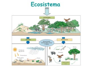 Ecosistema
 