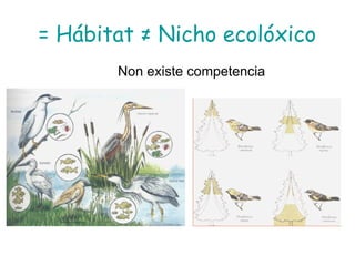 = Hábitat ≠ Nicho ecolóxico
Non existe competencia
 