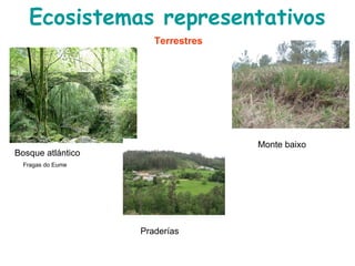 Ecosistemas representativos
Monte baixo
Bosque atlántico
Fragas do Eume
Terrestres
Praderías
 