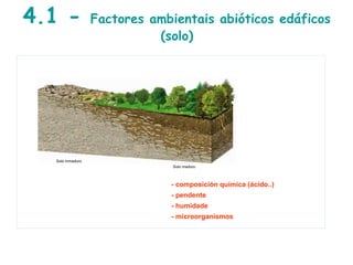4.1 - Factores ambientais abióticos edáficos
(solo)
- composición química (ácido..)
- pendente
- humidade
- microorganismos
Solo inmaduro
Solo maduro
 