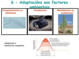 6 - Adaptacións aos factores
ambientais
Comportamento ou
etolóxicas
Fisiolóxicas Morfolóxicas ou
anatómicas
Adaptación e
distribución xeográfica
 