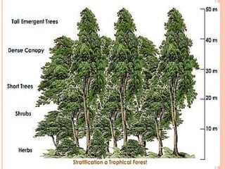 Stratification Bio 1 ecosystem 1 | PDF