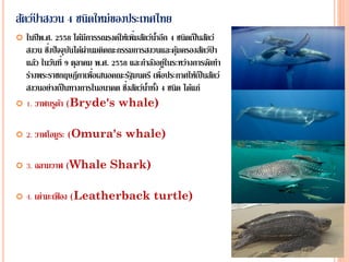  ในปีพ.ศ. 2558 ได้มีการรณรงค์ให้เพิ่มสัตว์น้าอีก 4 ชนิดเป็นสัตว์
สงวน ซึ่งปัจจุบันได้ผ่านมติคณะกรรมการสงวนและคุ้มครองสัตว์ป่ า
แล้ว ในวันที่ 9 ตุลาคม พ.ศ. 2558 และกาลังอยู่ในระหว่างการจัดทา
ร่างพระราชกฤษฎีกาเพื่อเสนอคณะรัฐมนตรี เพื่อประกาศให้เป็นสัตว์
สงวนอย่างเป็นทางการในอนาคต ซึ่งสัตว์น้าทั้ง 4 ชนิด ได้แก่
 1. วาฬบรูด้า (Bryde's whale)
 2. วาฬโอมูระ (Omura's whale)
 3. ฉลามวาฬ (Whale Shark)
 4. เต่ามะเฟือง (Leatherback turtle)
สัตว์ป่ าสงวน 4 ชนิดใหม่ของประเทศไทย
 