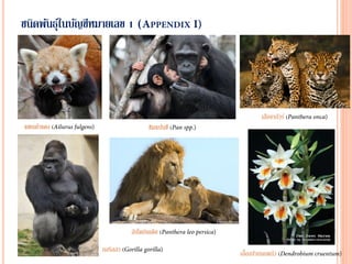 ชนิดพันธุ์ในบัญชีหมายเลข 1 (
แพนด้าแดง (
กอริลลา (
ชิมแปนซี (
สิงโตอินเดีย (
เสือจากัวร์ (
เอื้องปากนกแก้ว (
 