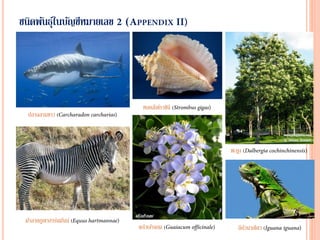 ชนิดพันธุ์ในบัญชีหมายเลข (
ปลาฉลามขาว (
ม้าลายภูเขาฮาร์นมันน์ (
หอยสังข์ราชินี (
แก้วเจ้าจอม (
พะยูง (
อีกัวนาเขียว (
 