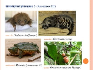 ชนิดพันธุ์ในบัญชีหมายเลข (
สลอธ 2 นิ้ว (Choloepus hoffmanni)
เต่าอัลลิเกเตอร์ (Macrochelys temminckii)
ชะมดแอฟริกา (Civettictis civetta)
เมื่อยขาว (Gnetum montanum Markgr.)
 