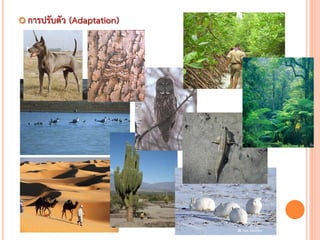  การปรับตัว (Adaptation)
 