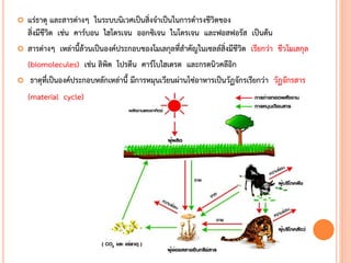  แร่ธาตุ และสารต่างๆ ในระบบนิเวศเป็นสิ่งจาเป็นในการดารงชีวิตของ
สิ่งมีชีวิต เช่น คาร์บอน ไฮโดรเจน ออกซิเจน ไนโตรเจน และฟอสฟอรัส เป็นต้น
 สารต่างๆ เหล่านี้ล้วนเป็นองค์ประกอบของโมเลกุลที่สาคัญในเซลล์สิ่งมีชีวิต เรียกว่า ชีวโมเลกุล
(biomolecules) เช่น ลิพิด โปรตีน คาร์โบไฮเดรต และกรดนิวคลีอิก
 ธาตุที่เป็นองค์ประกอบหลักเหล่านี้ มีการหมุนเวียนผ่านโซ่อาหารเป็นวัฏจักรเรียกว่า วัฏจักรสาร
(material cycle)
 
