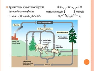  วัฏจักรคาร์บอน พบในสารอินทรีย์ทุกชนิด
และหมุนเวียนผ่านหายใจและ
การสังเคราะห์ด้วยแสงในรูปแก๊ส CO2
 