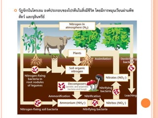  วัฏจักรไนโตรเจน องค์ประกอบของโปรตีนในสิ่งมีชีวิต โดยมีการหมุนเวียนผ่านพืช
สัตว์ และจุลินทรีย์
 
