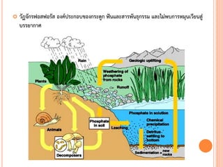  วัฏจักรฟอสฟอรัส องค์ประกอบของกระดูก ฟันและสารพันธุกรรม และไม่พบการหมุนเวียนสู่
บรรยากาศ
 