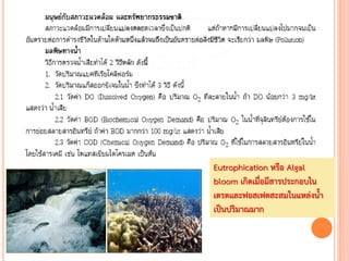 Eutrophication หรือ Algal
bloom เกิดเมื่อมีสารประกอบไน
เตรตและฟอสเฟตสะสมในแหล่งน้า
เป็นปริมาณมาก
 